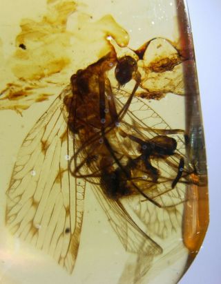 Neuroptera Osmylidae fly Burmite Myanmar Burma Amber insect fossil dinosaur age 3