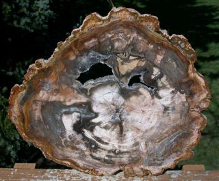 Sis: Fascinating 12 " Madagascar Petrified Wood Geode Slab - Very Cool