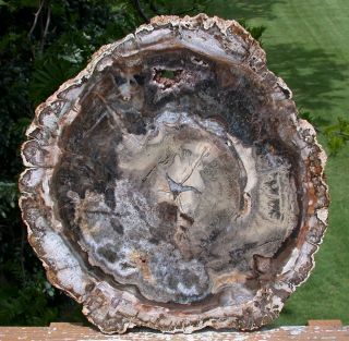 Sis: Unique 14 " Madagascar Petrified Wood Geode Slab - Really Eye Catching