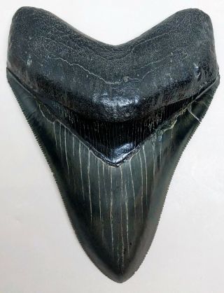 Best Megalodon Fossil Shark Tooth On Ebay? A Greenish Gem With Loads Of Pyrite
