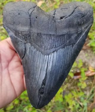Xxl Giant Black 6.  36 " Megalodon Tooth.  No Restoration