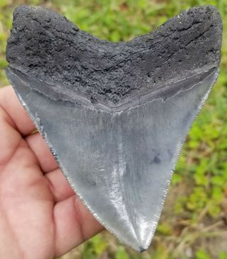 Extremely Serrated,  4.  10 " Megalodon Tooth.  Absolutely No Restoration