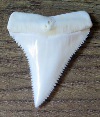 1.  877 " Upper Nature Modern Great White Shark Tooth (teeth)
