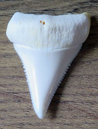 1.  864 " Lower Nature Modern Great White Shark Tooth (teeth)