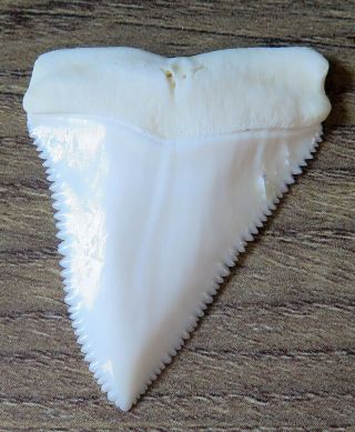 1.  673 " Upper Nature Modern Great White Shark Tooth (teeth)