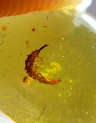 Rare Neuroptera Coniopterygidae larva Burmite Myanmar Burma Amber insect fossil 3