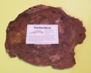 Large Petrified Wood Whole Round Slab Arizona