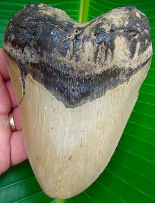 Megalodon Shark Tooth 5 & 1/8 In.  Huge Size - Serrated - No Restorations