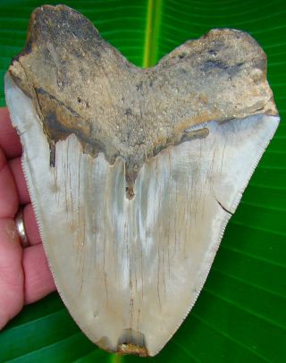 Megalodon Shark Tooth 5 & 1/8 in.  HUGE SIZE - SERRATED - NO RESTORATIONS 2