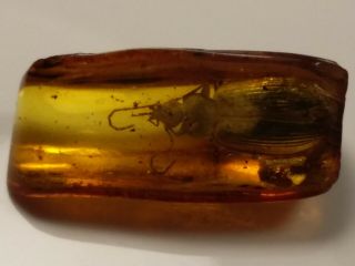 Very Rare Huge Beetle Insect Fossil Inclusion In Baltic Amber 0.  9 G.