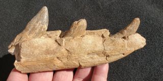 Fossil Post Dinosaur Basilosaur Archaeocete Jaw Bone 3 Skull Tooth