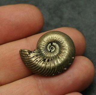 28mm Quenstedtoceras Pyrite Ammonite Fossils Callovian Fossilien Russia