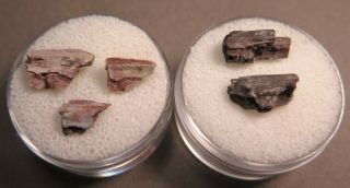 Fossil Amphibian Jaw Sections,  Permian Age,  Waurika,  Oklahoma