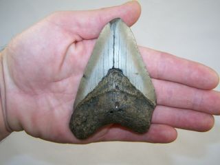 4.  13 " Megalodon Fossil Shark Tooth Teeth - 4.  6 Oz - No Restoration / Not Dinosaur