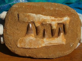 Mosasaur Dinosaur Jaw Section With Fossil Teeth 6.  75 " Inch