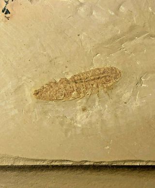 Leanchoilia Illecebrosa W/legs Arthropod Fossil – Chengjiang – Lower Cambrian