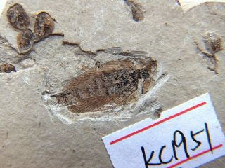 Cockroach Insect Fossil,  Late Jurassic,  The Jehol Biota,  Liaoxi - 71302