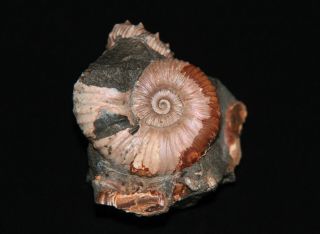 Ammonite Nodosohoplites Acanthohoplites Fossil