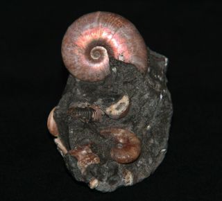 Ammonite Beudanticeras Euphylloceras Phychoceras Diadochoceras Fossil