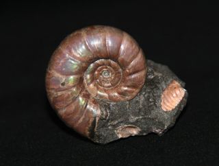 Ammonite Tetragonites Nodosohoplites Fossil