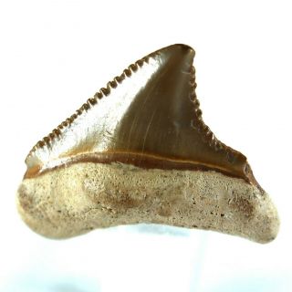 Carcharodon Megalodon Fossil Shark Tooth (ea8508) Bone Valley Fmn Florida Usa