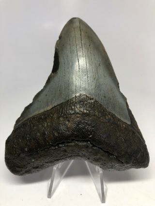4.  25” Real Megalodon Fossil Shark Tooth Rare 3621