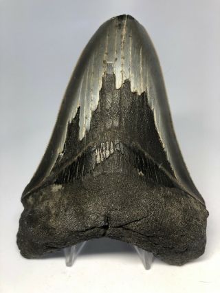 Megalodon Shark Tooth 4.  77” Serrated - Natural Fossil - Rare 4898