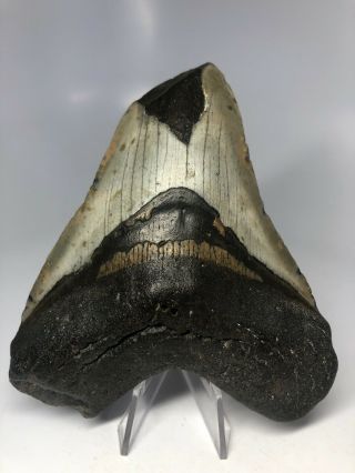 Megalodon Shark Tooth 5.  14” - Wide Fossil - Natural 4359