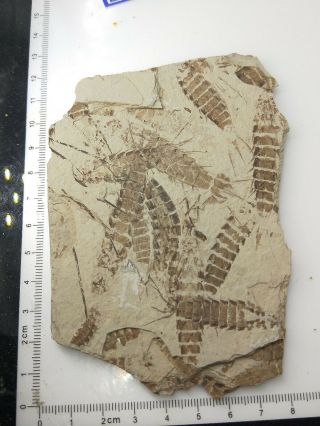 Many Mayflies Fossils On One Board From Yun Nan Province China