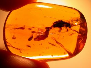 Large Beetle With 8 Flies In Burmite Amber Fossil Gemstone Dinosaur Age 6.  7 G