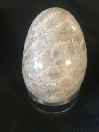 Polished Petoskey Stone Michigan Fossil Coral Egg