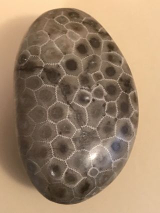 Large Polished Petoskey Stone 14.  37oz,  10” Circumference.  2 - Days