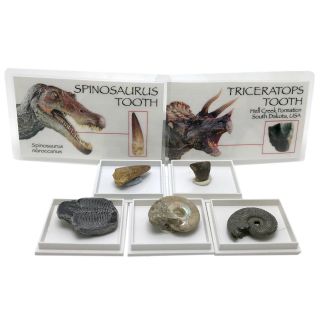 Spinosaurus Triceratops Teeth Dinosaur Fossil Set Trilobite Ammonite Random Pick