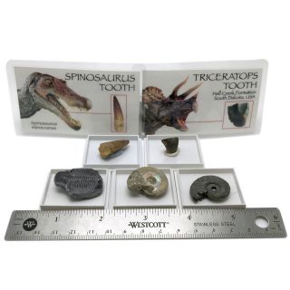 Spinosaurus Triceratops Teeth Dinosaur Fossil Set Trilobite Ammonite Random Pick 3