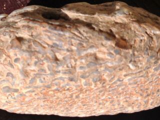 Gem Bone Red Fossil Whale Bone Agatized Lapidary Raw Polishing Material 3