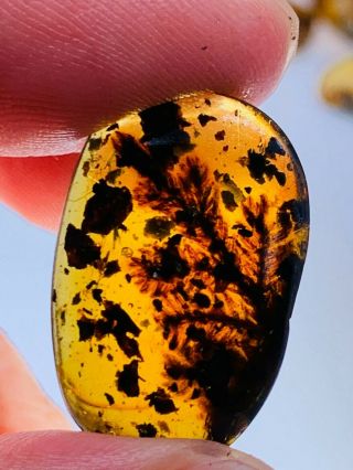 Plant Tree Branch&many Leaf Burmite Myanmar Amber Insect Fossil Dinosaur Age