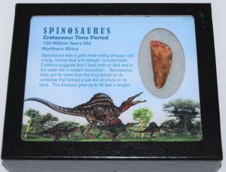 Spinosaurus Dinosaur Tooth Fossil W/ Display Box Ldb & 11896 15o