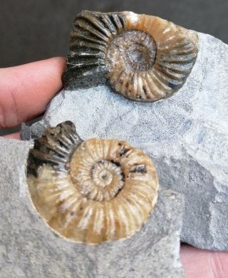 Rare Lyme Regis Fossils - Caenisites Turneri And Asteroceras Obtusum Ammonites