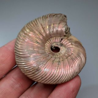 6,  5 cm (2,  5 in) Ammonite Quenstedtoceras pathology jurassic pyrite Russia fossil 3