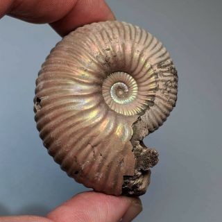 5,  1 Cm (2 In) Ammonite Shell Eboraciceras Jurassic Pyrite Russia Fossil