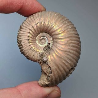 5,  1 cm (2 in) Ammonite shell Eboraciceras jurassic pyrite Russia fossil 2