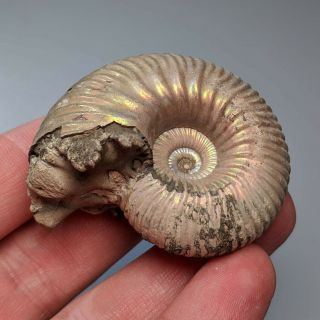 5,  1 cm (2 in) Ammonite shell Eboraciceras jurassic pyrite Russia fossil 3