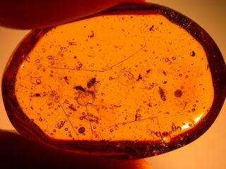 17 Insects With Ancient Water Bubbles In Authentic Dominican Amber Fossil