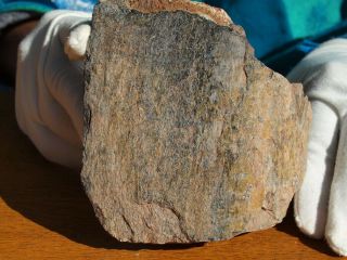 Fossilized Therapod Dinosaur Bone Is Rare Material 100 Million Years Old