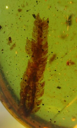 Moss Leaflets With Spores.  Rare & Fossil In Burmese Amber.