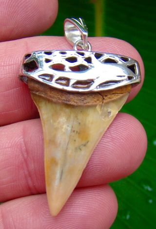 Mako Shark Tooth Necklace Pendant - 1 & 9/16 In.  Silver Cap - 100 Real