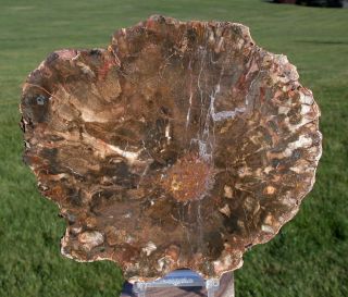 Sis: Rhexoxylon Africanum - Extremely Rare 7 ",  Madagascar Petrified Wood Round
