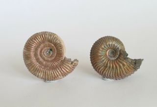 Fossils Two Jurassic Ammonites Binatisphinctes And Cardioceras From Russia