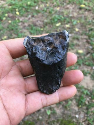 Small,  shiny black Gomphotherium lower molar Fossil / rare specimens 2