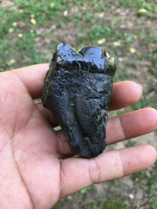 Small,  shiny black Gomphotherium lower molar Fossil / rare specimens 3